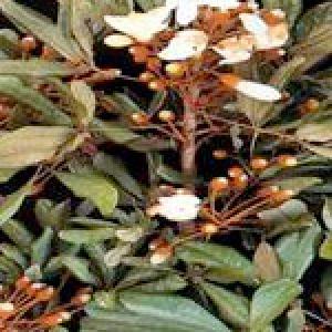 Catuaba Bark Extract Catuaba Bark Extract