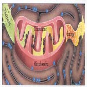 Coenzyme Q10 Coenzyme Q10