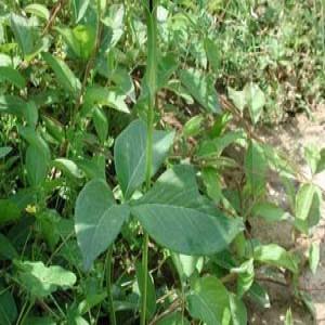 Pinelliae tuber extract (rhizoma pinelliae extract) Pinelliae tuber extract (rhizoma pinelliae extract)