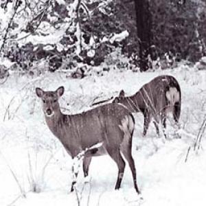 Snow deer whip extract Snow deer whip extract