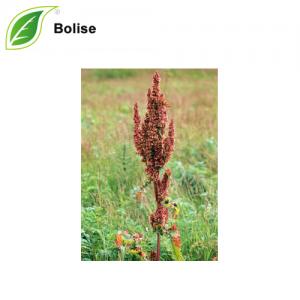 Rumex Occidentalis Extract(Western Dock Extract) Rumex Occidentalis Extract(Western Dock Extract)