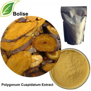 Polygonum Cuspidatum Extract Polygonum Cuspidatum Extract