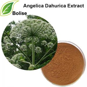 Angelica Dahurica Extract (Radix Angelicae Dahuricae extract) Angelica Dahurica Extract (Radix Angelicae Dahuricae extract)