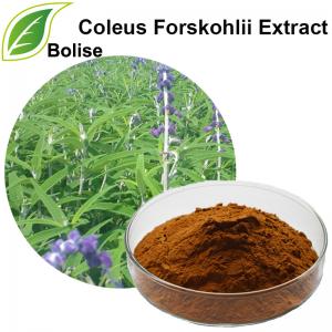 Coleus Forskohlii Extract Coleus Forskohlii Extract