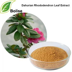 Dahurian Rhododendron Leaf Extract Dahurian Rhododendron Leaf Extract