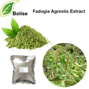 Fadogia Agrestis Extract Fadogia Agrestis Extract