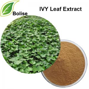 IVY Leaf Extract IVY Leaf Extract