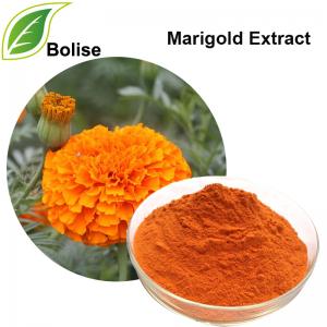 Marigold Extract Marigold Extract