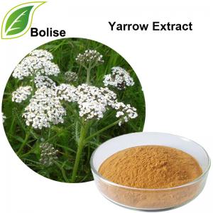 Yarrow Extract(Achillea Millefolium Extract) Yarrow Extract(Achillea Millefolium Extract)