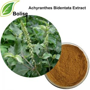 Achyranthes Bidentata Extract Achyranthes Bidentata Extract