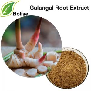 Galangal Root extract(Alpinia galanga extract) Galangal Root extract(Alpinia galanga extract)