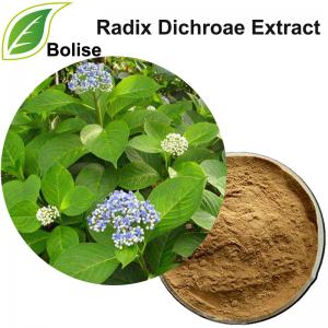 Antifeverile Dichroa Root Extract(Radix Dichroae Extract) Antifeverile Dichroa Root Extract(Radix Dichroae Extract)
