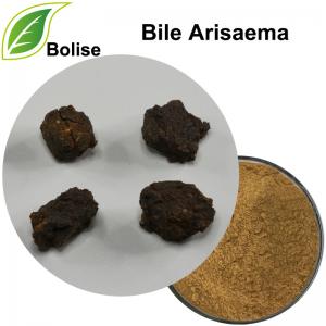 Bile Arisaema Bile Arisaema