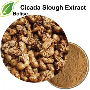 Cicada Slough Extract(Periostracum Cicadae Extract) Cicada Slough Extract(Periostracum Cicadae Extract)