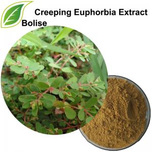 Creeping Euphorbia Extract(Herba Euphorbiae Humifusae Extract) Creeping Euphorbia Extract(Herba Euphorbiae Humifusae Extract)