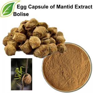 Egg Capsule of Mantid Extract(Ootheca Mantidis Extract) Egg Capsule of Mantid Extract(Ootheca Mantidis Extract)