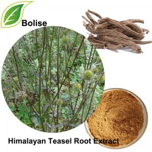 Himalayan Teasel Root extract(Radix Dipsaci Extract) Himalayan Teasel Root extract(Radix Dipsaci Extract)