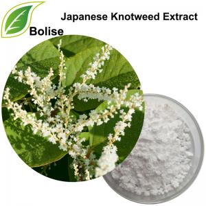 Japanese Knotweed Extract Japanese Knotweed Extract