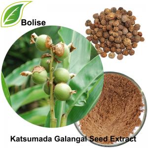 Katsumada Galangal Seed Extract Katsumada Galangal Seed Extract