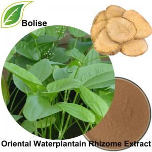 Oriental Waterplantain Rhizome Extract Oriental Waterplantain Rhizome Extract