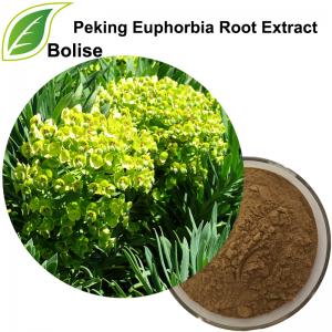 Peking Euphorbia Root Extract Peking Euphorbia Root Extract