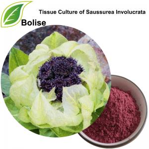 Tissue Culture of Saussurea Involucrata Tissue Culture of Saussurea Involucrata