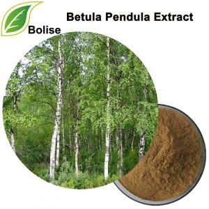 Betula Pendula Extract Betula Pendula Extract