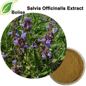 Salvia Officinalis Extract Salvia Officinalis Extract
