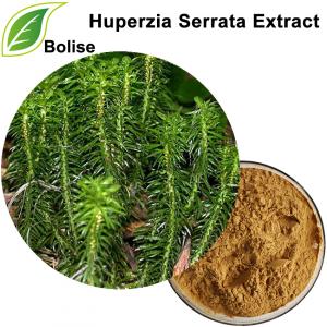 Huperzia Serrata Extract Huperzia Serrata Extract