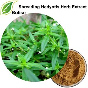 Spreading Hedyotis Herb Extract Spreading Hedyotis Herb Extract