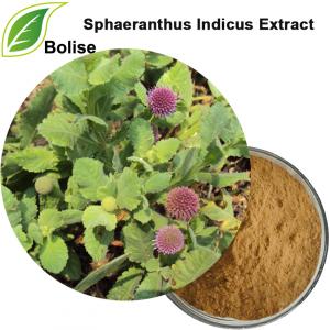 Ekstrak Hedysarum Villosum (Ekstrak Sphaeranthus Indicus) Ekstrak Hedysarum Villosum (Ekstrak Sphaeranthus Indicus)