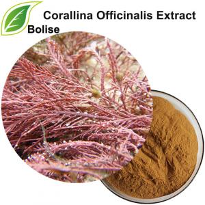 Corallina Officinalis ханд Corallina Officinalis ханд