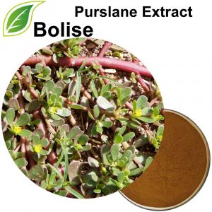 Chiết xuất Purslane (Chiết xuất Portulaca Oleracea) Chiết xuất Purslane (Chiết xuất Portulaca Oleracea)