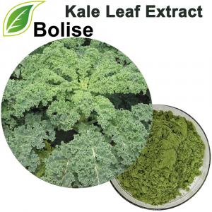Kale Leaf Extract Kale Leaf Extract