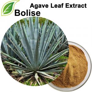สารสกัดจากใบ Agave สารสกัดจากใบ Agave
