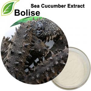 Sea Cucumber Extract