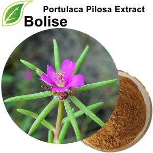 Portulaca Pilosa Extract Portulaca Pilosa Extract