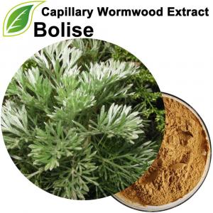 Capillary Wormwood Extract Capillary Wormwood Extract