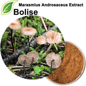 Marasmius Androsaceus Extract