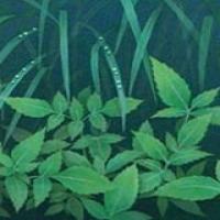 Acacia Catechu Extract Acacia Catechu Extract