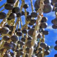 Acai Extract(Brazilian berry extract) Acai Extract(Brazilian berry extract)