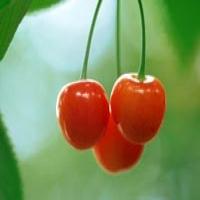 Acerola Extract Acerola Extract