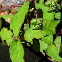 Achyranthes Bidentata extract Achyranthes Bidentata extract