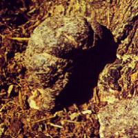 Agaric extract(Polyporus Extract) Agaric extract(Polyporus Extract)