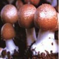 Agaricus Blazei Mushroom Extract Agaricus Blazei Mushroom Extract