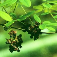 Akebia Fruit Extract(Fructus Akebiae Extract) Akebia Fruit Extract(Fructus Akebiae Extract)