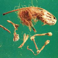 Albizia Flower Extract(Flos Albiziae Extract) Albizia Flower Extract(Flos Albiziae Extract)