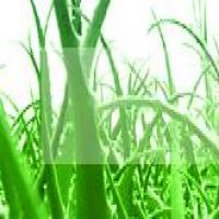 Aloe Vera Extract Aloe Vera Extract