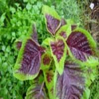 Amaranth Amaranth
