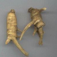 American Ginseng root extract American Ginseng root extract